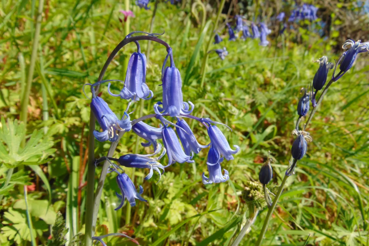 Bluebells carpet Cadora Woods