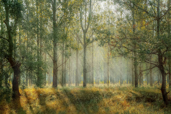 Unveiling the Enchantment: A Guide to Gloucestershire's Forest of Dean