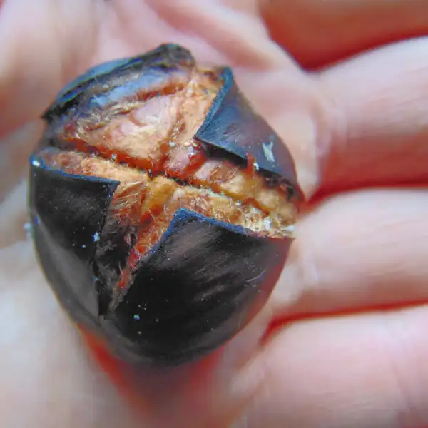 A fire-cooked chestnut, the perfect bushcrafters' snack