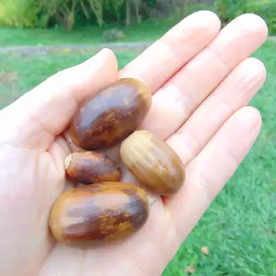 I collected a small handful of acorns