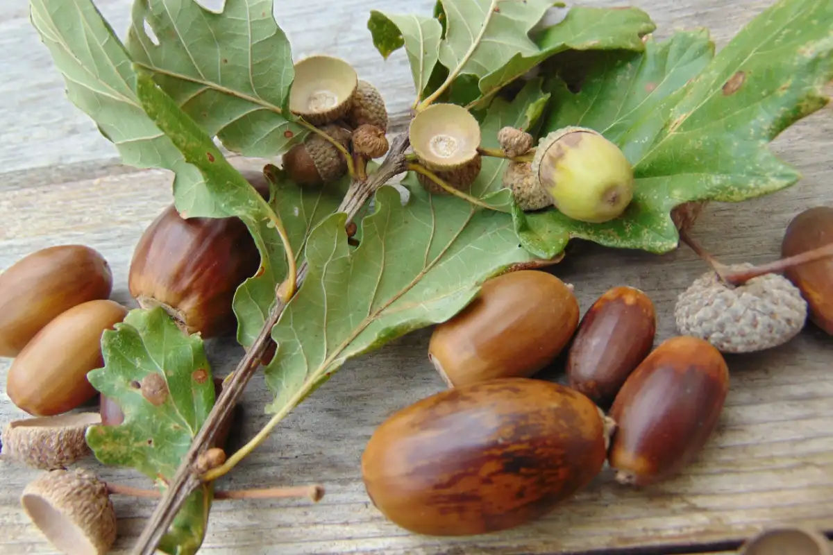 Acorns have been everywhere this autumn