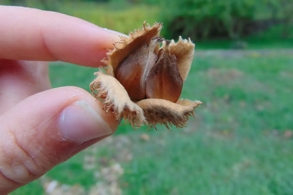 Beechnuts