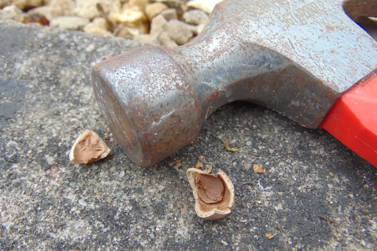 Breaking the hazelnut with a hammer