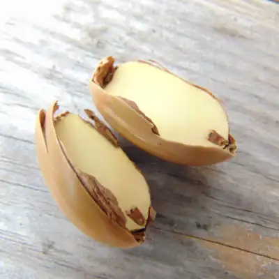 Drying acorns