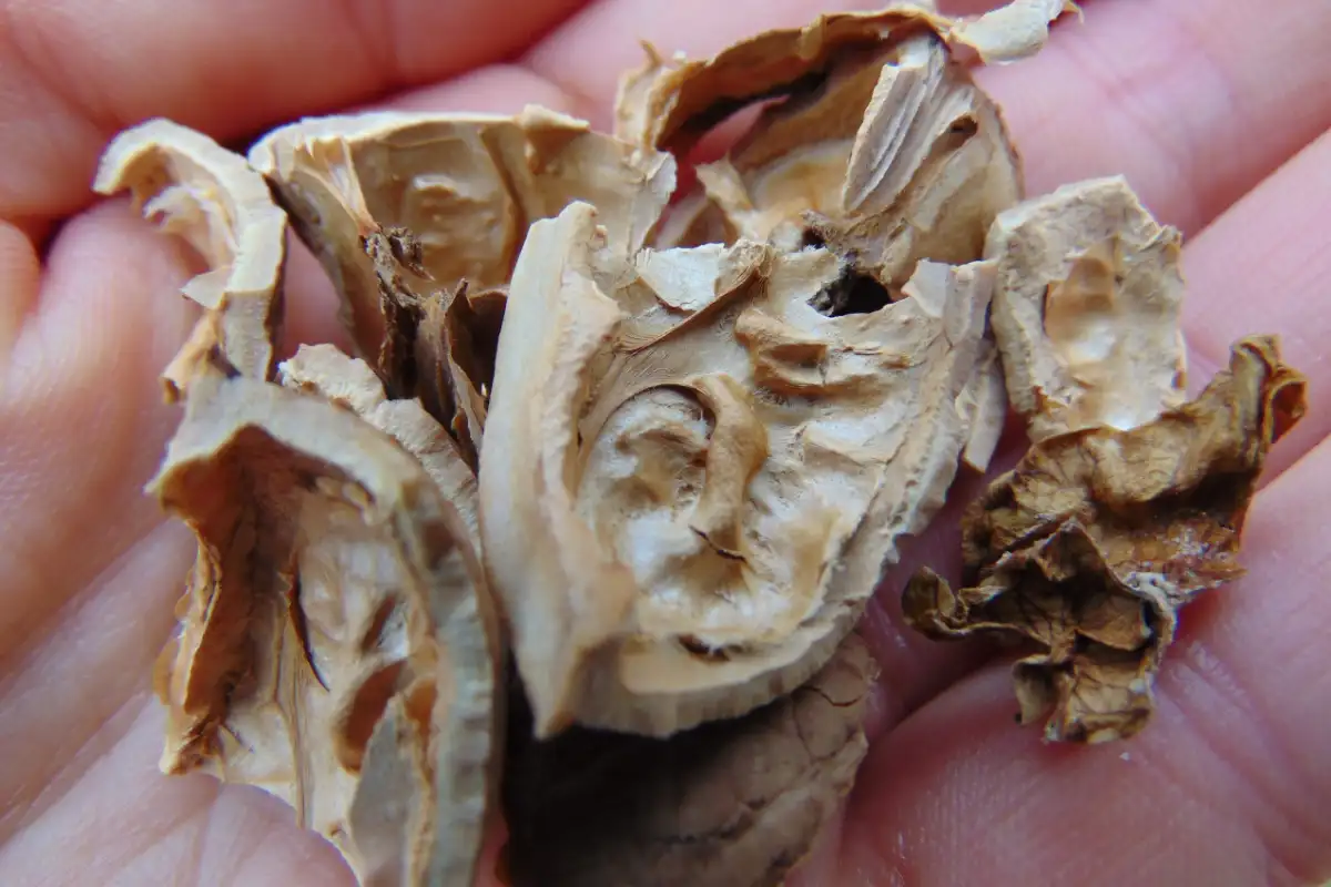 A shrivelled walnutr