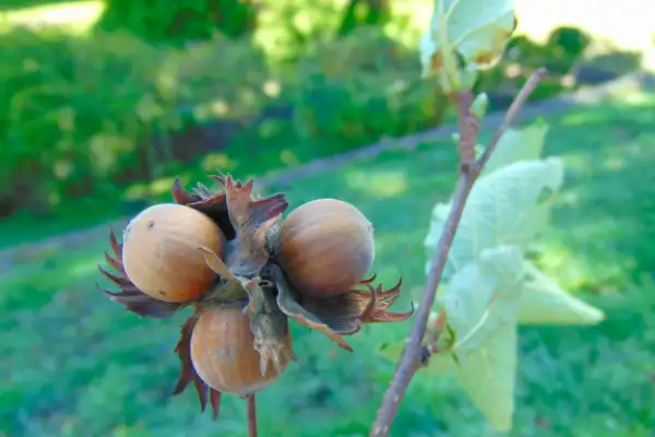 Go nuts! Foraging in Gloucestershire
