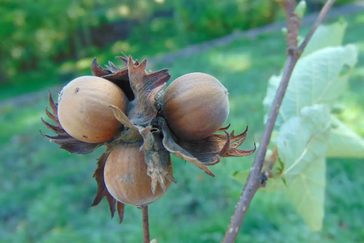 Hazelnuts from the hedges of Symonds Yat - unfortunately the nuts inside were either mouldy or shrivelled to almost nothing