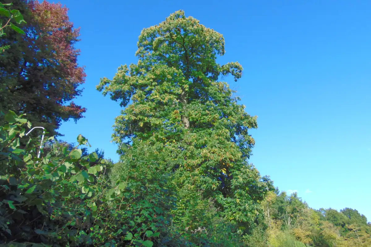 A mature sweet chestnut tree can grow up to 35 metres tall 