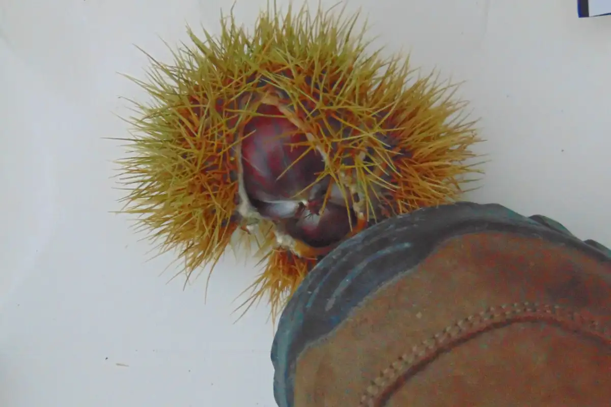 Opening a sweet chestnut by rolling the sweet chestnut case under a boot