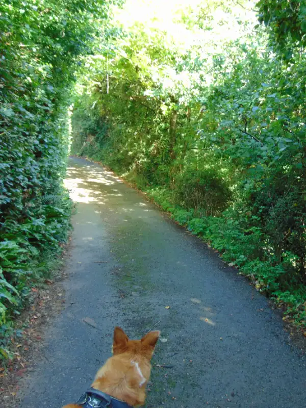 Scouring the Wye Valley lanes for nuts on my dog walk with Freddie