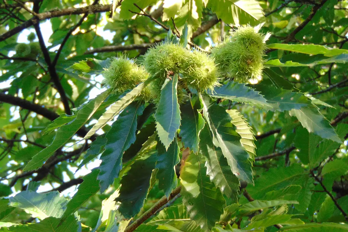 The sweet chestnut was of the highest quality and quantity locally