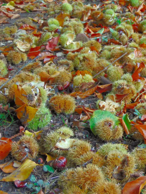 Sweet chestnuts have been carpeting the lanes